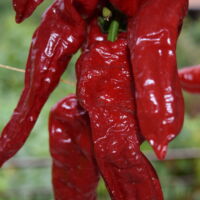 Peppers drying on the balcony <p>(Photo taken with DSLR camera)</p>
