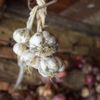 Garlic and onions drying in the barn. The bright white color creates a good contrast to the brown and purple background.
<p>(Photo taken with DSLR camera)</p>