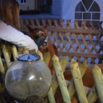 At the Zell am See Christmas Market, you can even feed alpacas! Then you can buy yourself a nice pair of handmade alpaca socks.