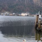 The swans are not native to Hallstatt. They were brought by Empress Sisi when she and her husband started visiting the country more regularly.