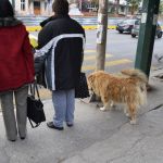 A stray dog joined us on our way out of the park and then waited with us at the traffic light.